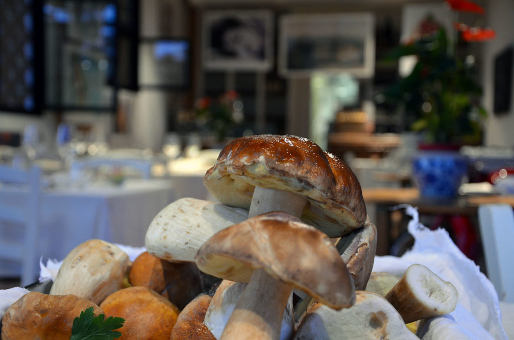 Un bel cesto di Porcini al Monvillone